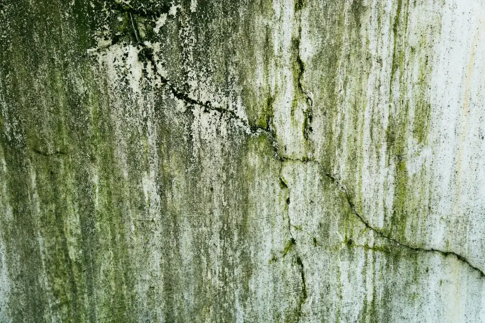 Our Story: Protecting San Antonio Homes and Businesses from Mold